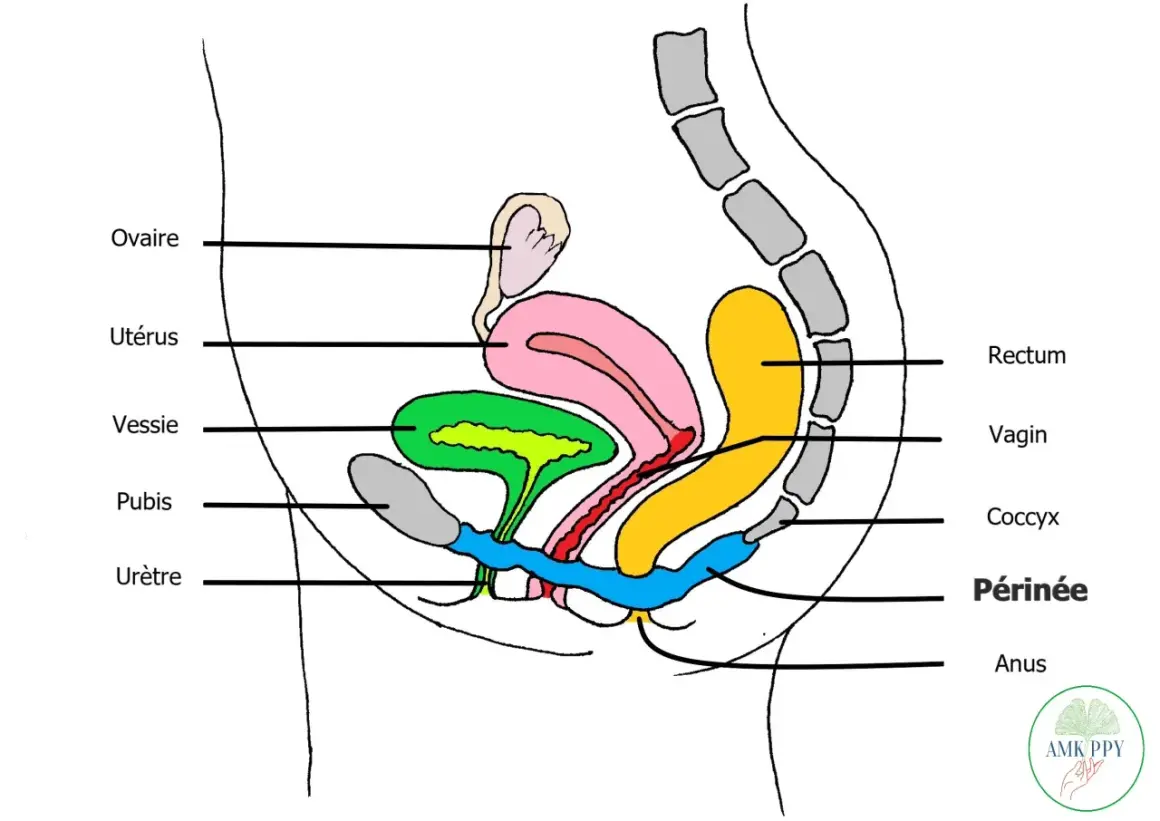 Schéma du **organe pelvien femme** : ovaire, utérus, vessie, pubis, urètre, vagin, rectum, coccyx, périnée, anus.