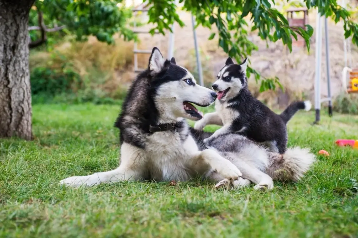 Mama husky bawi się ze swoim szczeniakiem. Po jakim czasie można wydać szczeniaki? Zwykle po 8 tygodniach, gdy są już samodzielne.