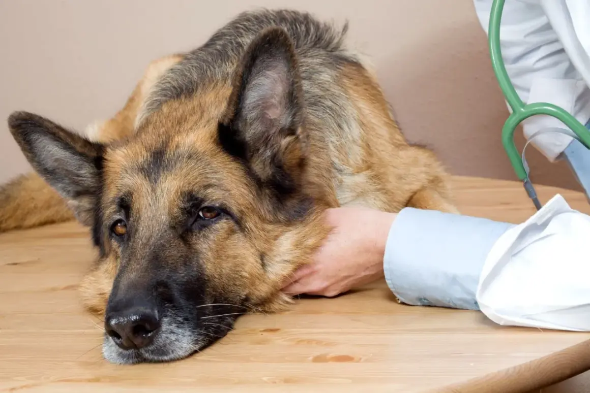 Un pastor alemán con síntomas de síndrome vestibular en perros, apoyado en una mesa, recibe consuelo de un veterinario.