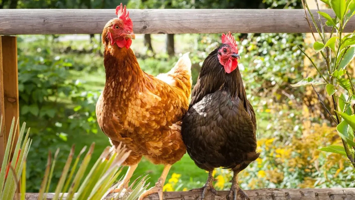Zwei Hühner, ein braunes und ein schwarzes, sitzen auf einem Holzzaun. Gute Huhn Haltung bedeutet Platz und frische Luft.