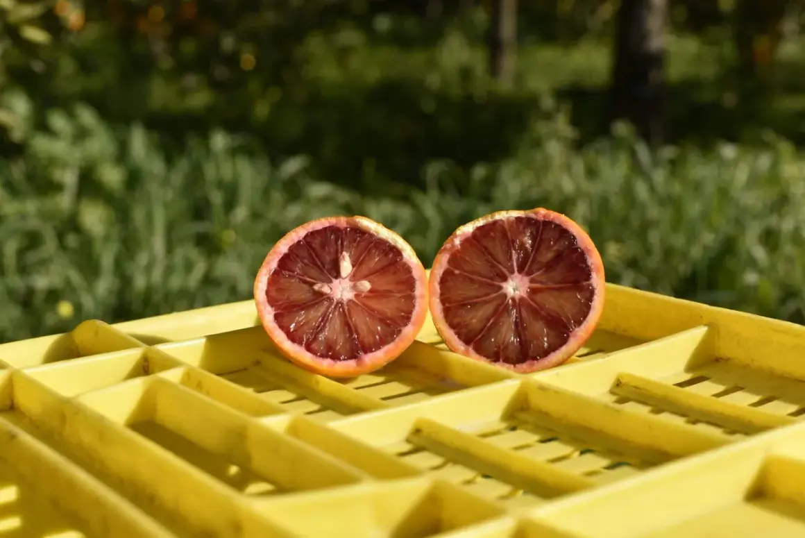 Kiedy jest sezon na grejpfruty? Odkryj najlepszy czas na świeże owoce