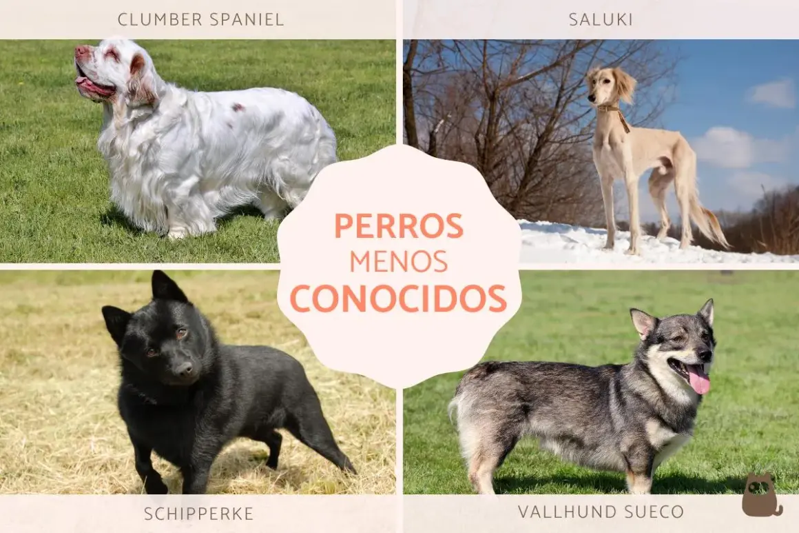 Cuatro perros raros: un Clumber Spaniel blanco, un Saluki esbelto, un Schipperke negro y un Vallhund Sueco.