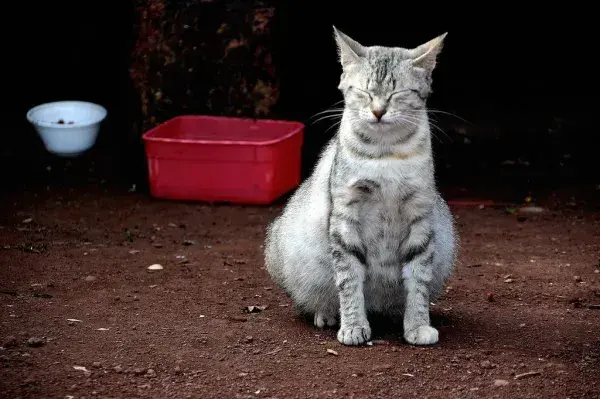 Cómo saber si mi gata está embarazada: señales que no puedes ignorar