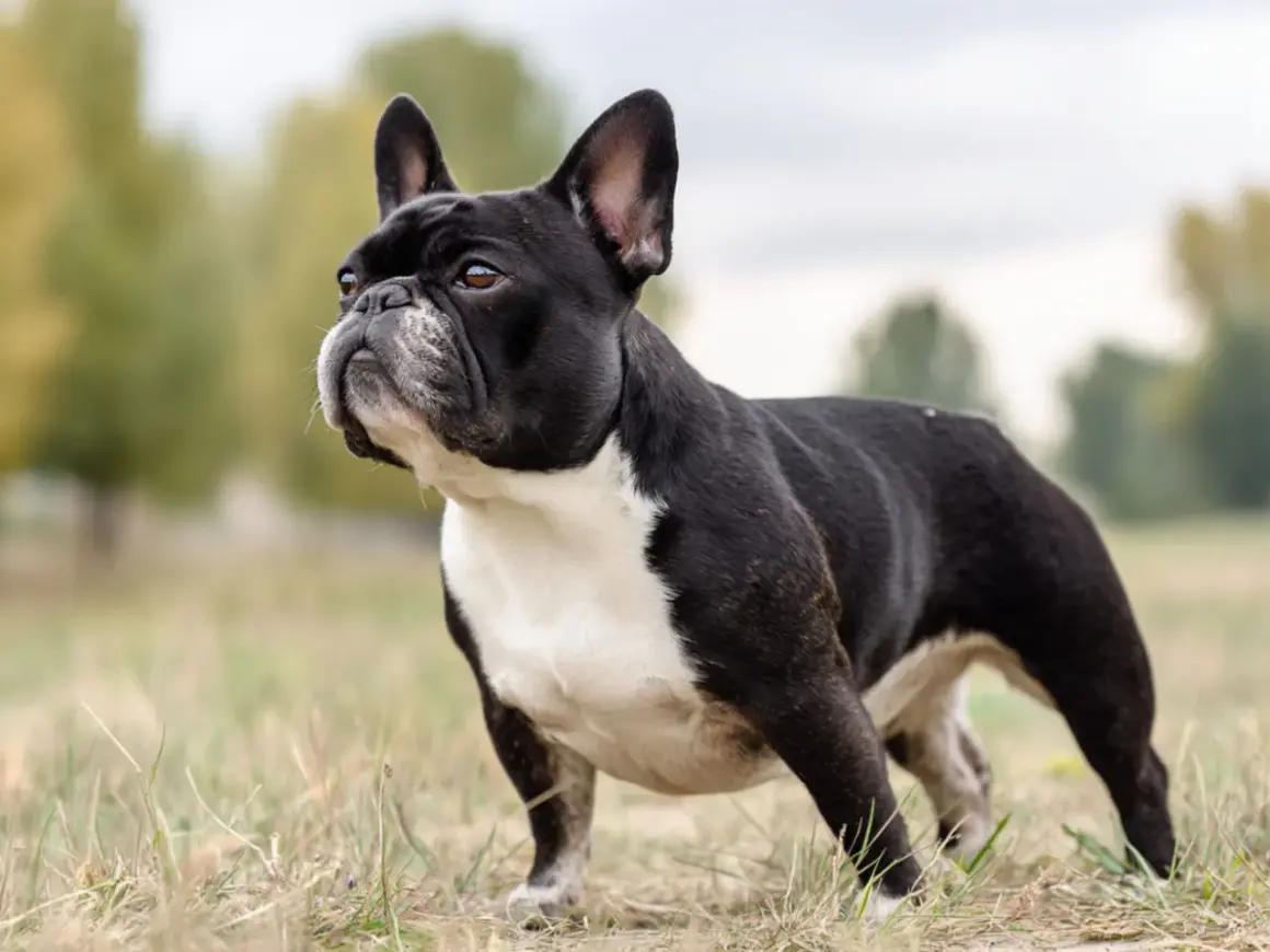 Svartvit fralla hund står i gräs med träd i bakgrunden.
