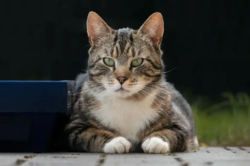 Niveles alarmantes de creatinina en gatos y cómo proteger su salud