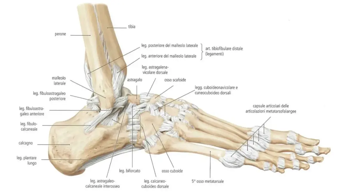 Dettaglio anatomico delle **ossa del piede** e delle articolazioni della caviglia, con legamenti e ossa tarsali, metatarsali e falangi.