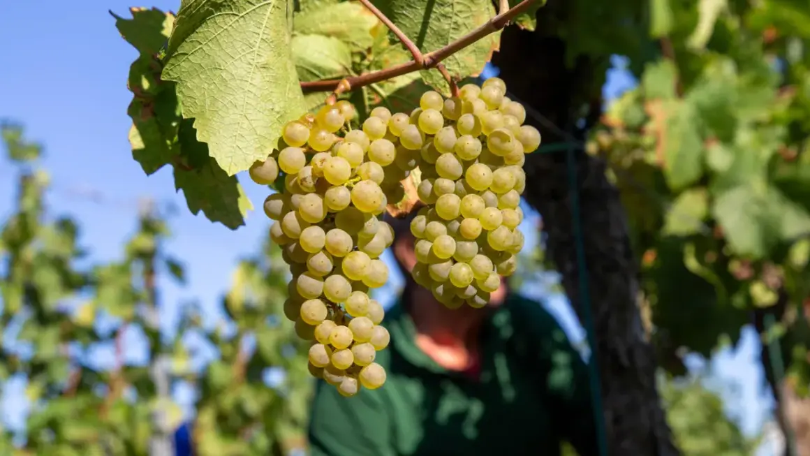 Reife, helle Trauben hängen am Rebstock. Ein Winzer im Hintergrund bereitet sich auf die Weinlese vor. Wann ist Weinlese? Wenn die Trauben so aussehen!