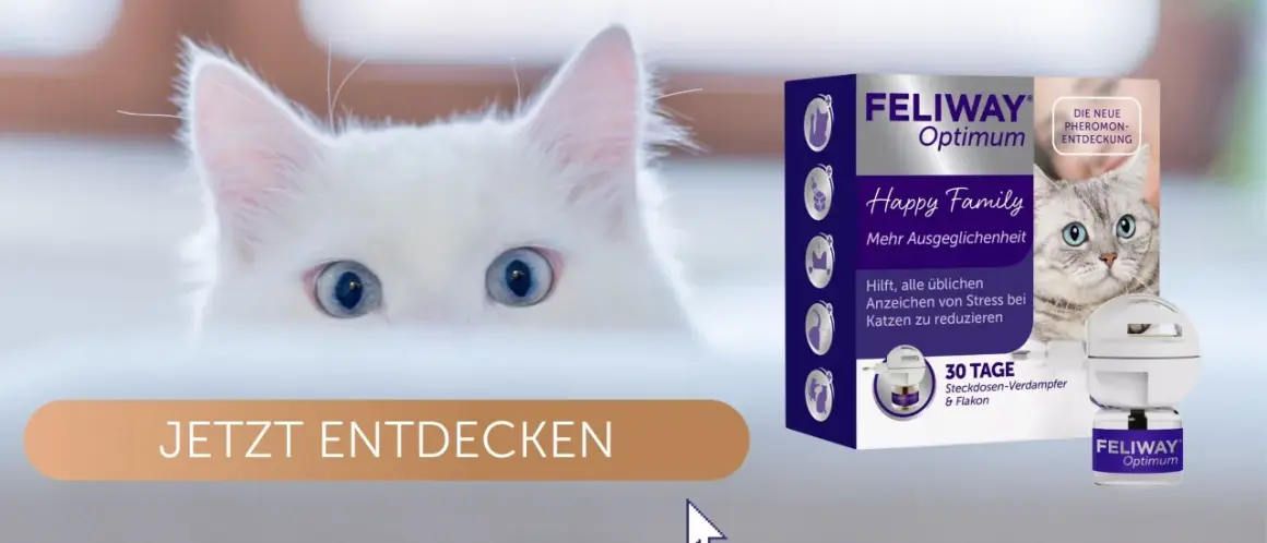 Weiße Katze mit blauen Augen blickt neugierig. Feliway Optimum hilft, warum faucht eine Katze, für mehr Ausgeglichenheit. JETZT ENTDECKEN.