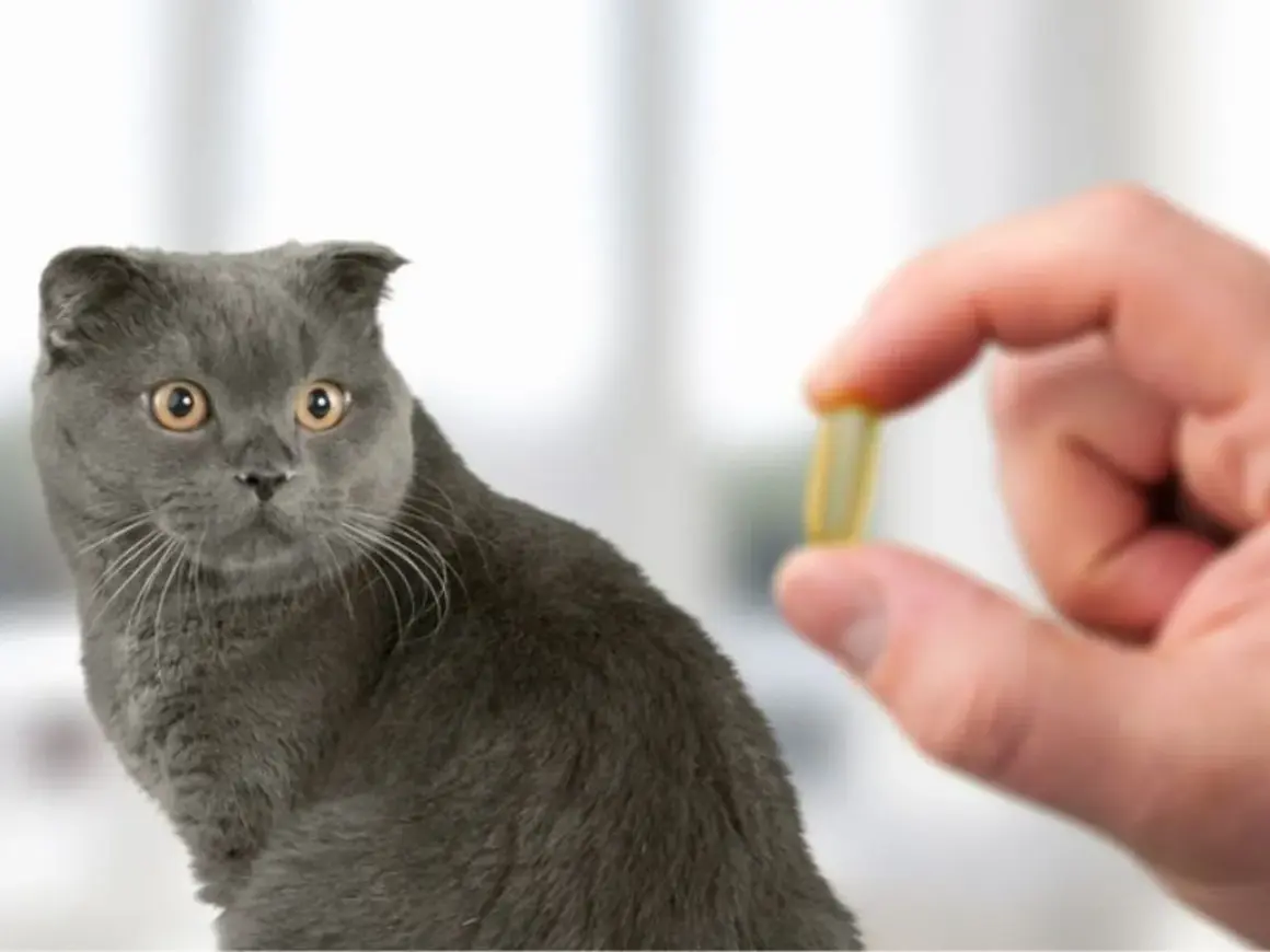 Un gatto grigio guarda con curiosità una capsula gialla tenuta da una mano. Potrebbe essere un antidolorifico per gatti.