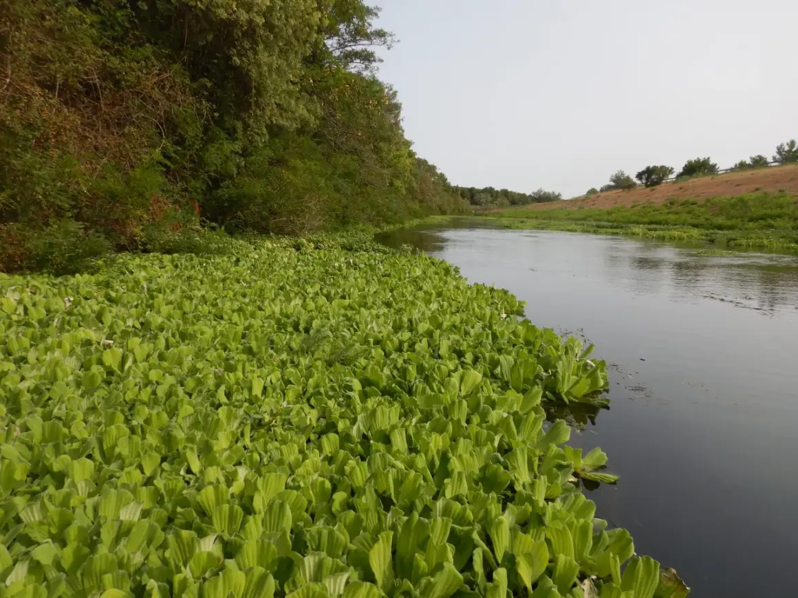 Un tapis luxuriant de pistia stratiotes borde un cours d'eau paisible, bordé d'arbres verdoyants.