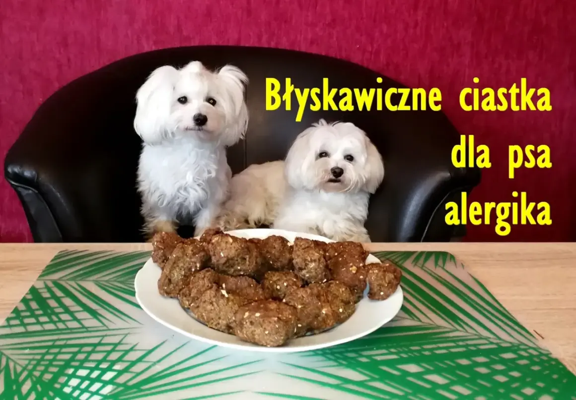 Dwa białe pieski patrzą na talerz z domowymi, zdrowymi ciastkami dla psa. Przepis na nie jest prosty!