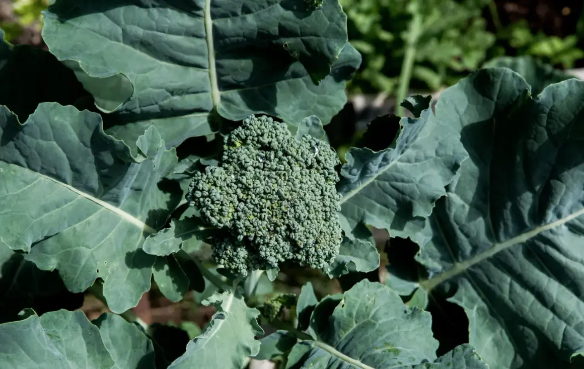 En frodig broccolihuvud med daggdroppar, omgiven av stora gröna blad. Perfekt för att blanchera broccoli.