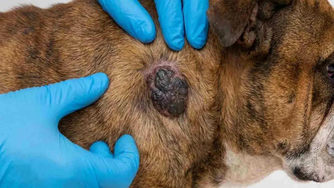 Manos enguantadas examinan un bulto oscuro en el pelaje de un perro, posible indicio de cáncer de piel en perros.