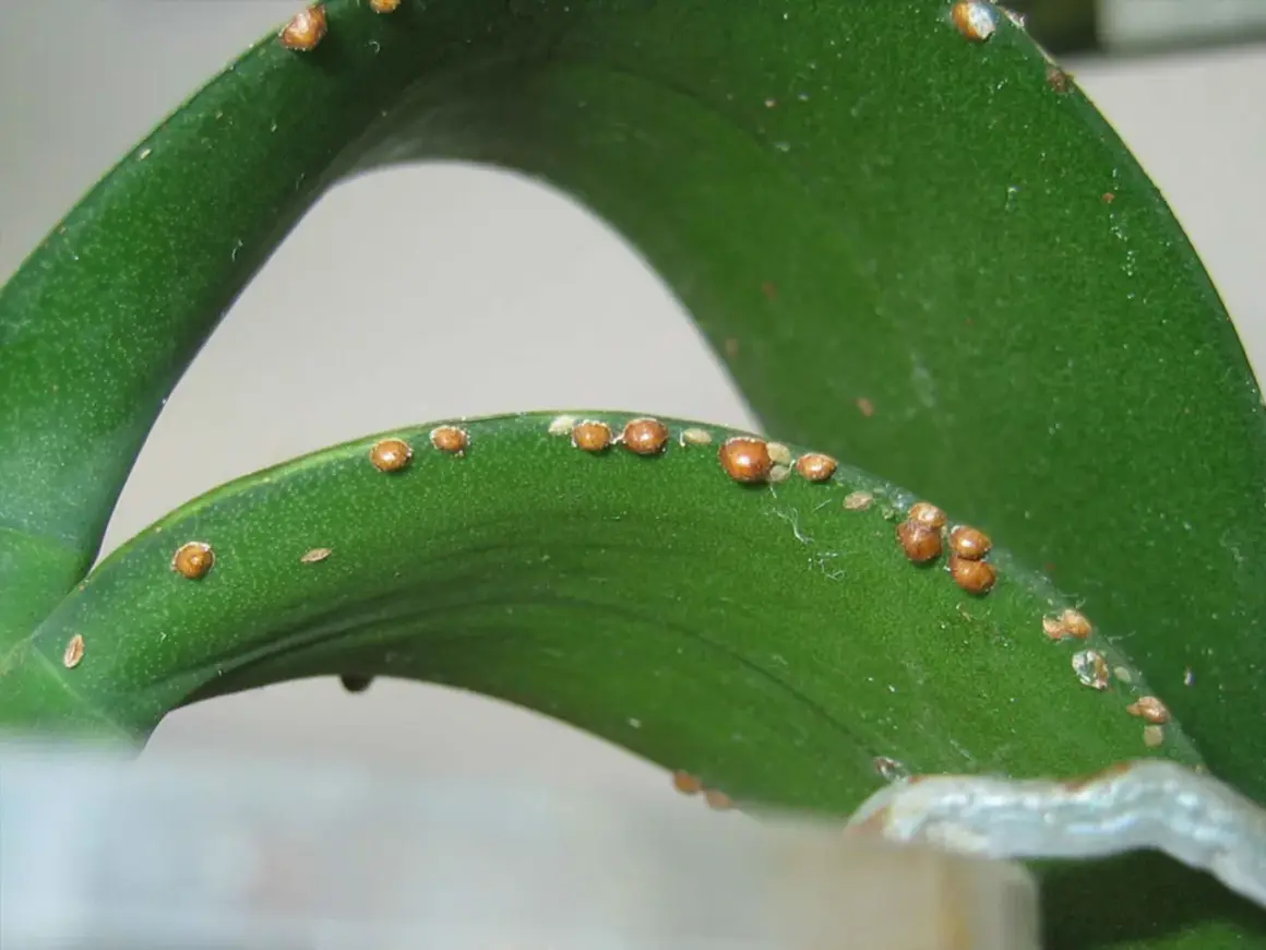 Piccole cocciniglie marroni infestano le foglie verdi di una pianta, formando una linea lungo il bordo.