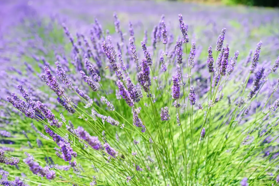 Ein Feld voller duftendem Lavendel, das zum tiefen lavendel schlaf einlädt. Bienen summen zwischen den violetten Blüten.
