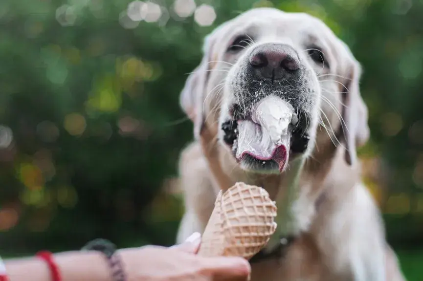 Czy pies może jeść lody? Dowiedz się, co jest bezpieczne dla psa