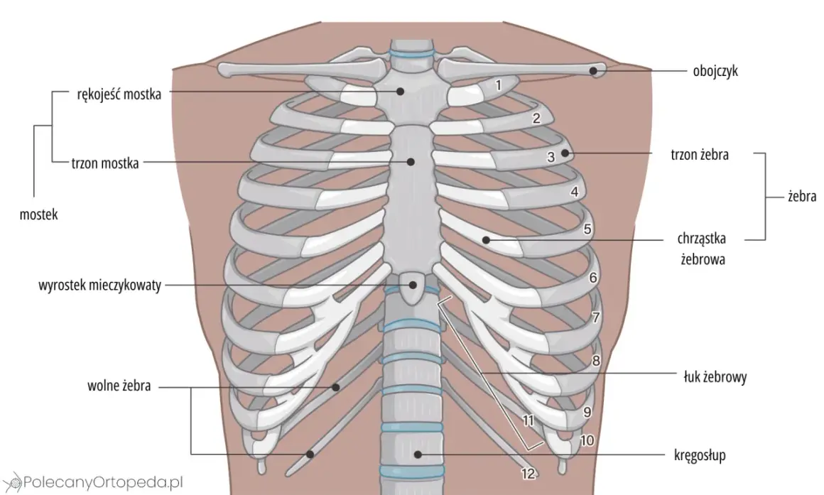 Anatomia klatki piersiowej z zaznaczonymi żebrami i mostkiem. Ilustracja pokazuje, jak długo boli złamane żebro, odczuwając ból przy każdym ruchu.