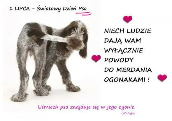 Życzenia na Dzień Psa: Wzruszające, śmieszne, krótkie gotowe teksty