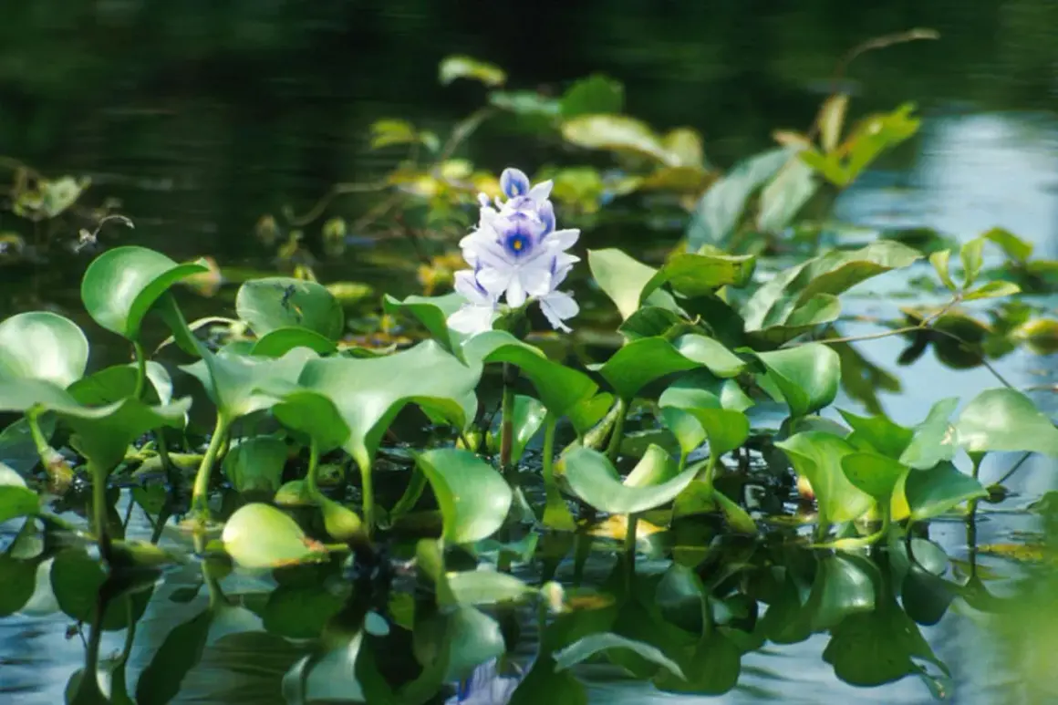 Une jacinthe d'eau interdite, avec ses feuilles rondes et sa fleur violette, flotte sur l'eau sombre.