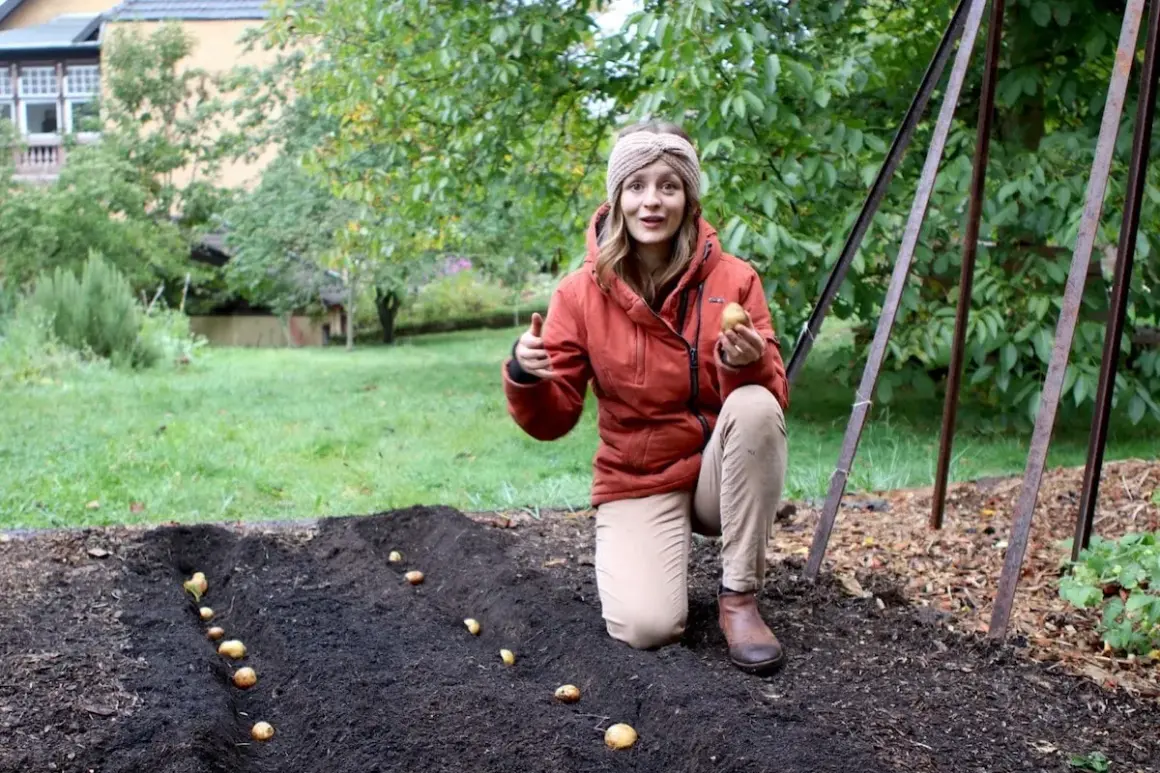 Frau pflanzt Kartoffeln im Garten. Bis wann kann man Kartoffeln pflanzen? Frühling ist die beste Zeit, aber auch im Sommer ist es noch möglich.
