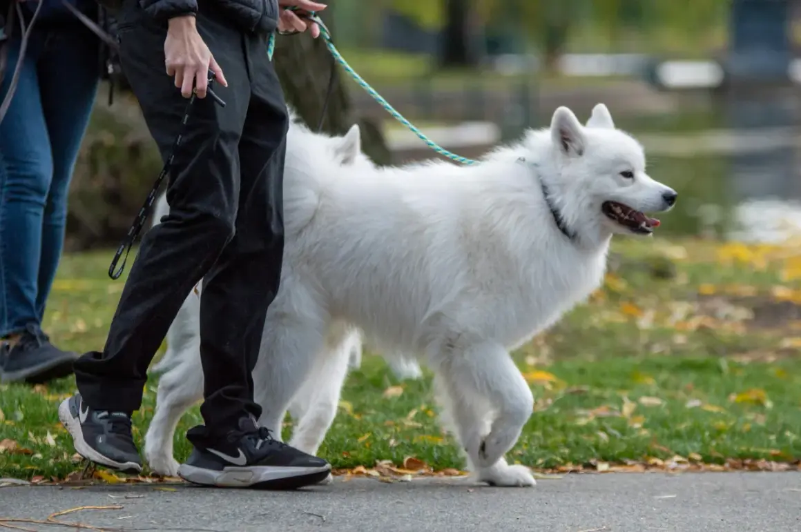 Biały samoyed, którego waga jest idealna, spaceruje z opiekunem po parku jesienią.