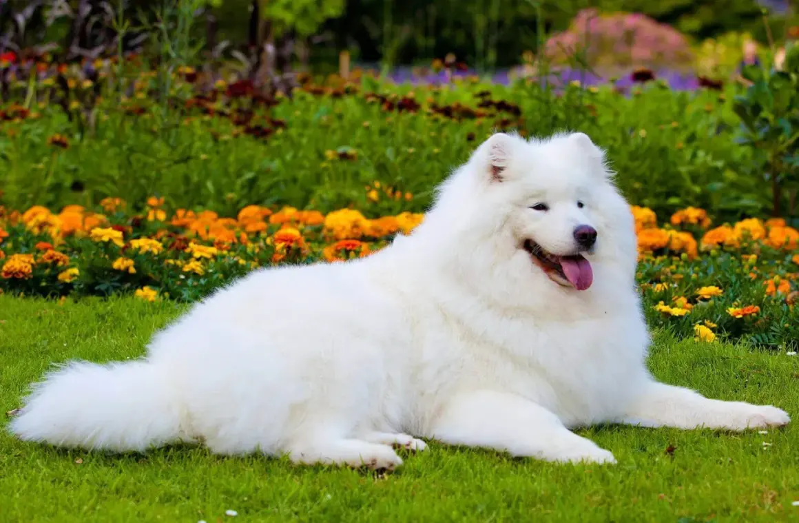 Uśmiechnięty samojed o śnieżnobiałej sierści leży na trawie wśród kolorowych kwiatów. Jego łagodny charakter widać w spojrzeniu.