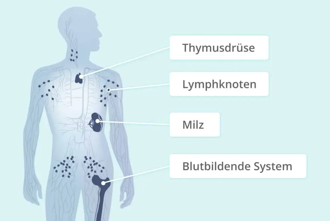 Das Lymphsystem mit Thymusdrüse, Lymphknoten, Milz und blutbildendem System. Hier können sich Erkrankungen wie das non-Hodgkin-Lymphom entwickeln.