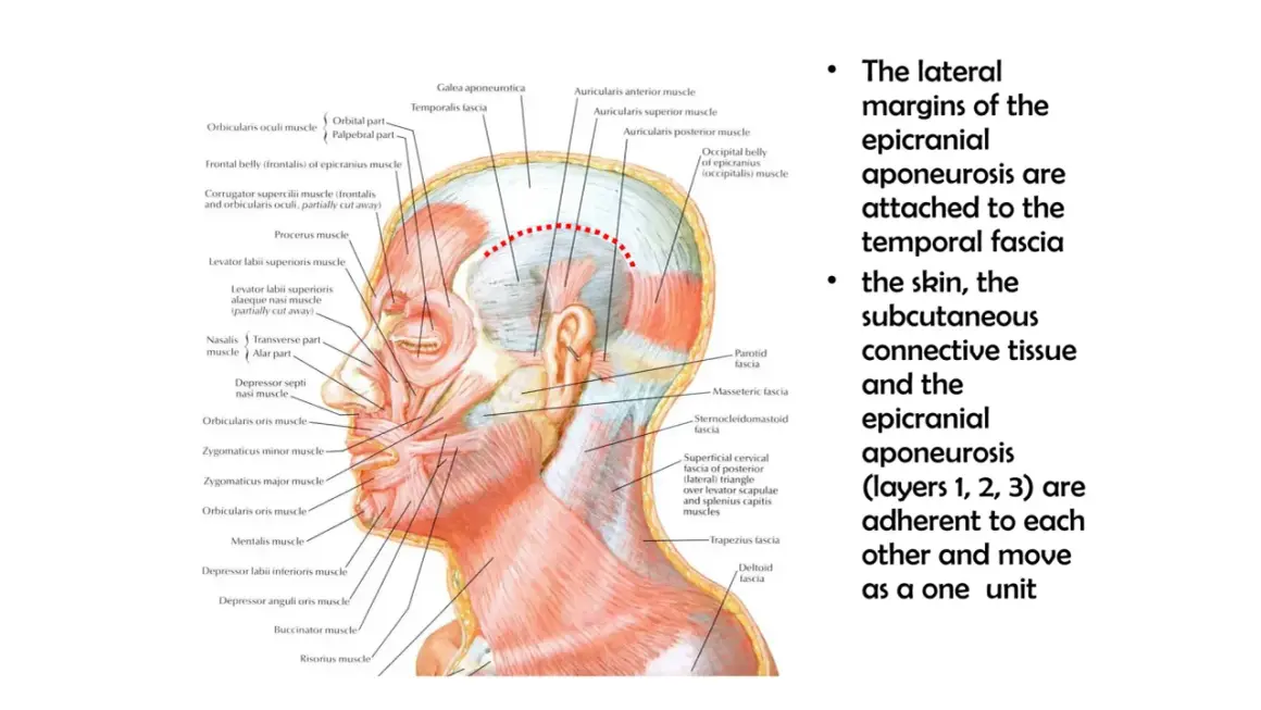 Anatomia głowy: mięsień płatowaty głowy (epicranius) i jego powiązania z powięzią skroniową.