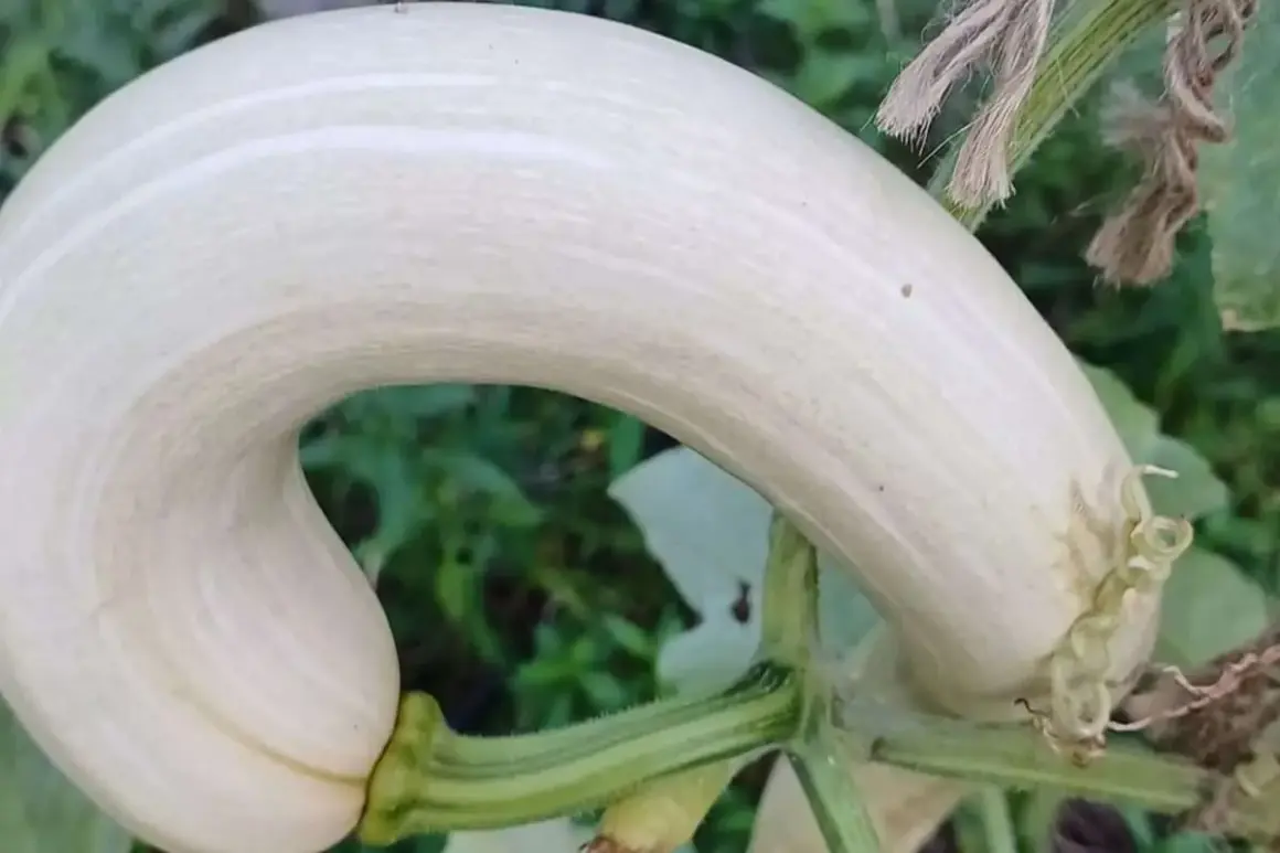 Zucchina bianca dalla forma curva, pronta per essere raccolta. Il momento giusto per raccogliere le zucchine è quando sono giovani e tenere.