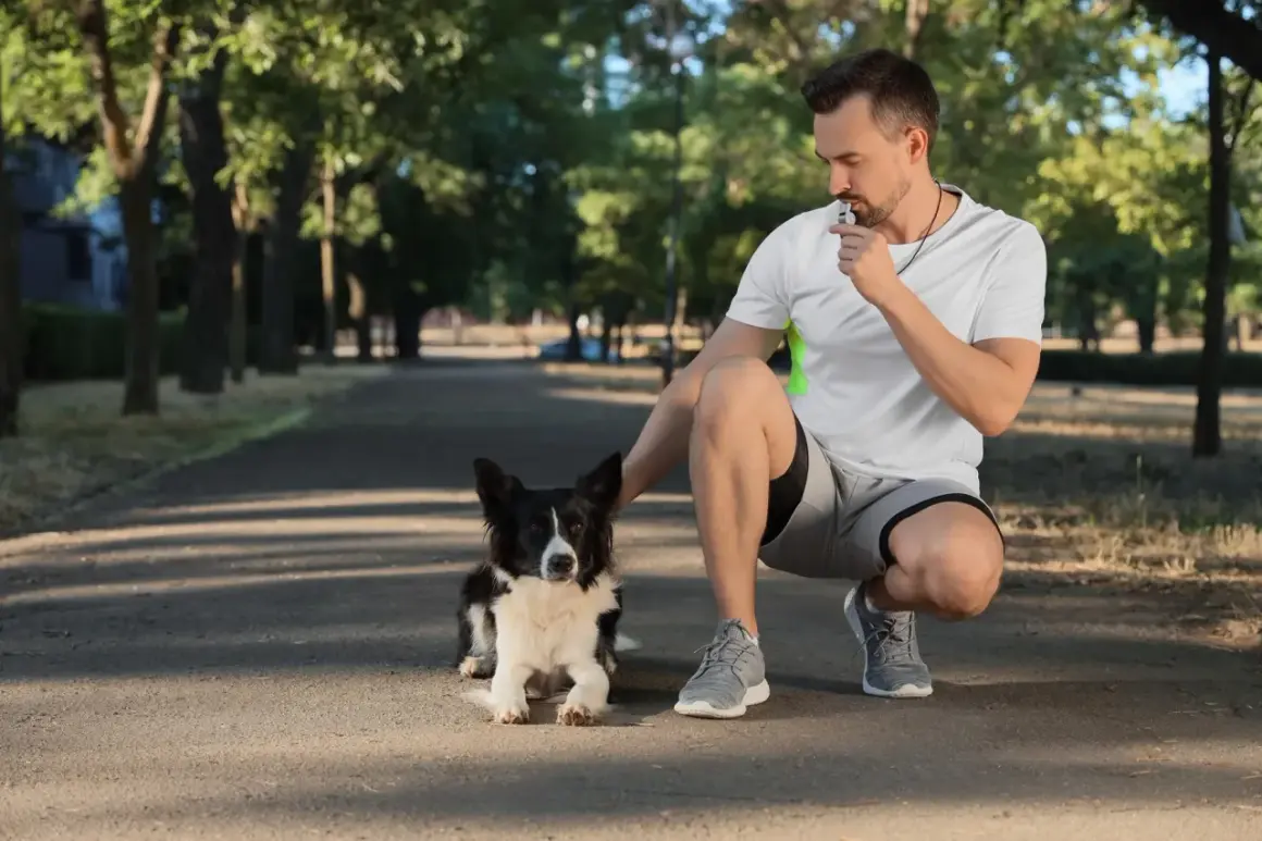 Mężczyzna w parku dmucha w gwizdek dla psa, ćwicząc posłuszeństwo.