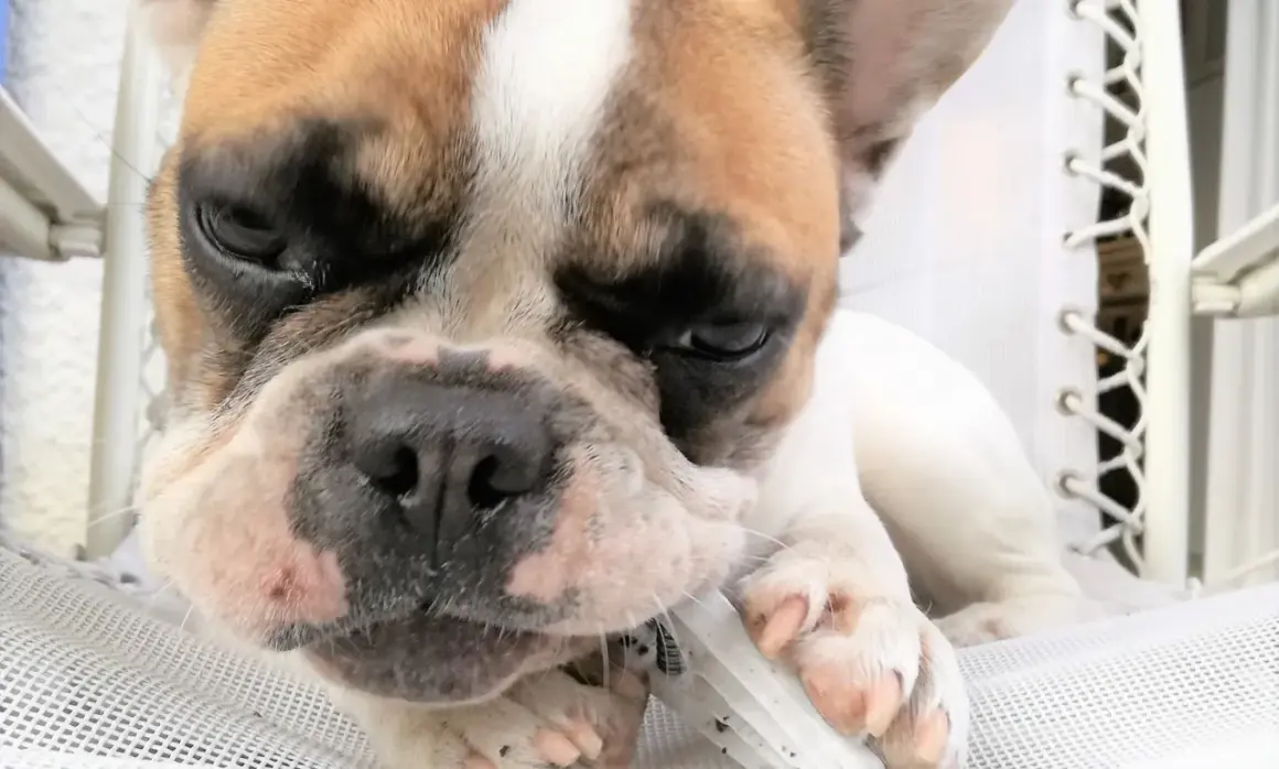 Un chiot bouledogue français mâchouille un jouet, une petite tumeur est visible sur sa babine.