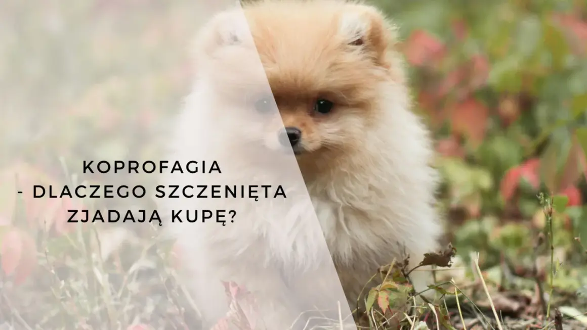 Uroczy szpic miniaturowy w trawie. Tekst: KOPROFAGIA - DLACZEGO SZCZENIĘTA ZJADAJĄ KUPĘ?