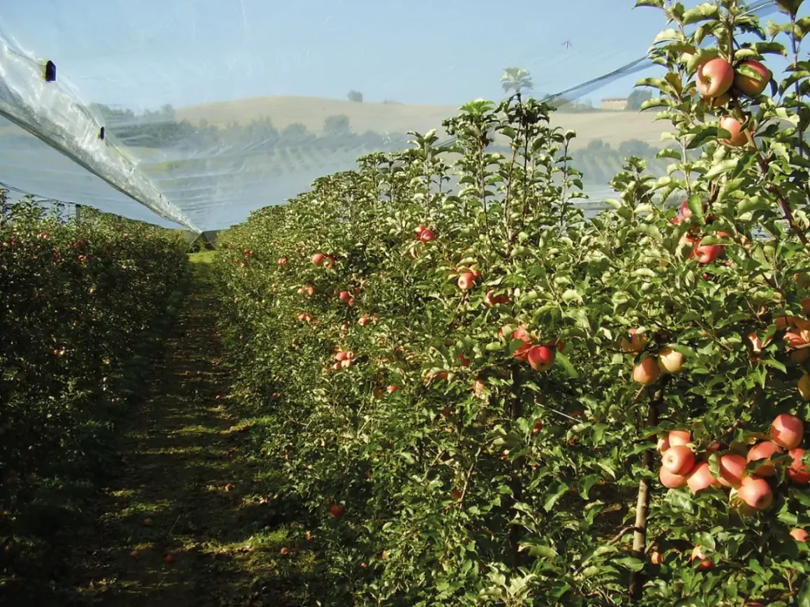 Filare di alberi di mele sotto una rete protettiva. Alcune mele rosse pendono dai rami, promettendo un sapore dolce, ma attenzione alla potenziale **butteratura amara**.