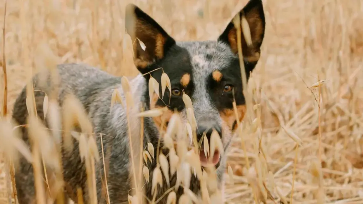 Un perro pastor australiano se asoma entre espigas doradas, con sus ojos curiosos y orejas atentas.