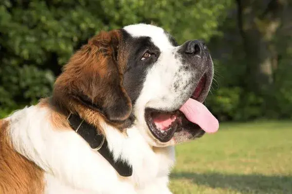 Cuál es el perro más bonito del mundo según expertos y rankings