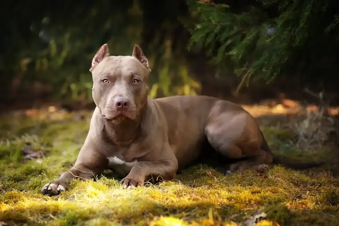 Szlachetny pitbull o brązowej sierści leży na trawie, otoczony zielenią. Jego spojrzenie jest czujne, a sylwetka muskularna.
