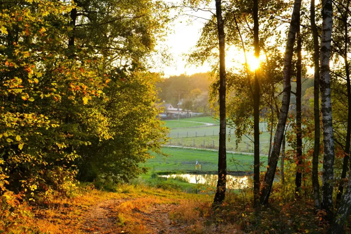 Jesienne słońce przebija się przez drzewa, oświetlając ścieżkę i łąkę. Idealny krajobraz na **długi weekend listopad**.