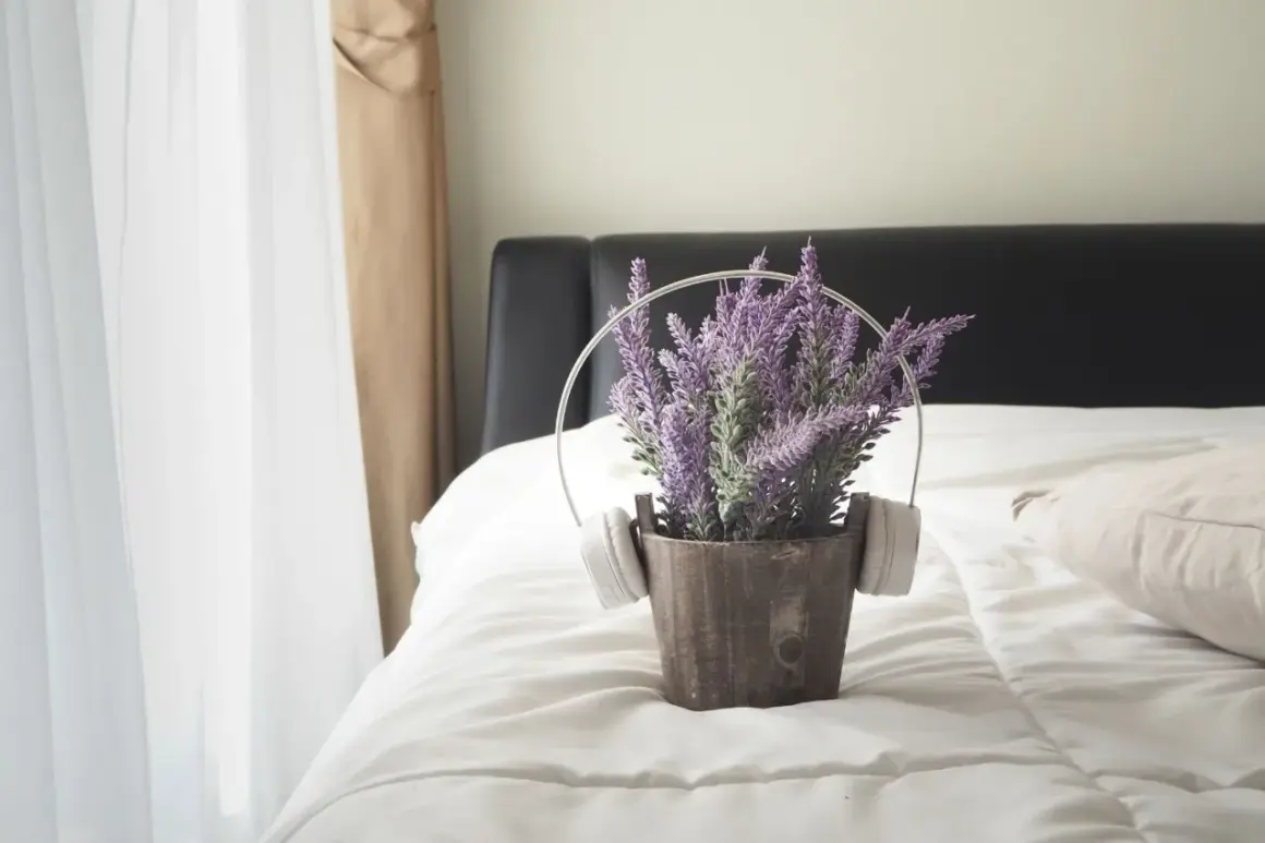 Pianta di lavanda in vaso con cuffie, su un letto in camera da letto.