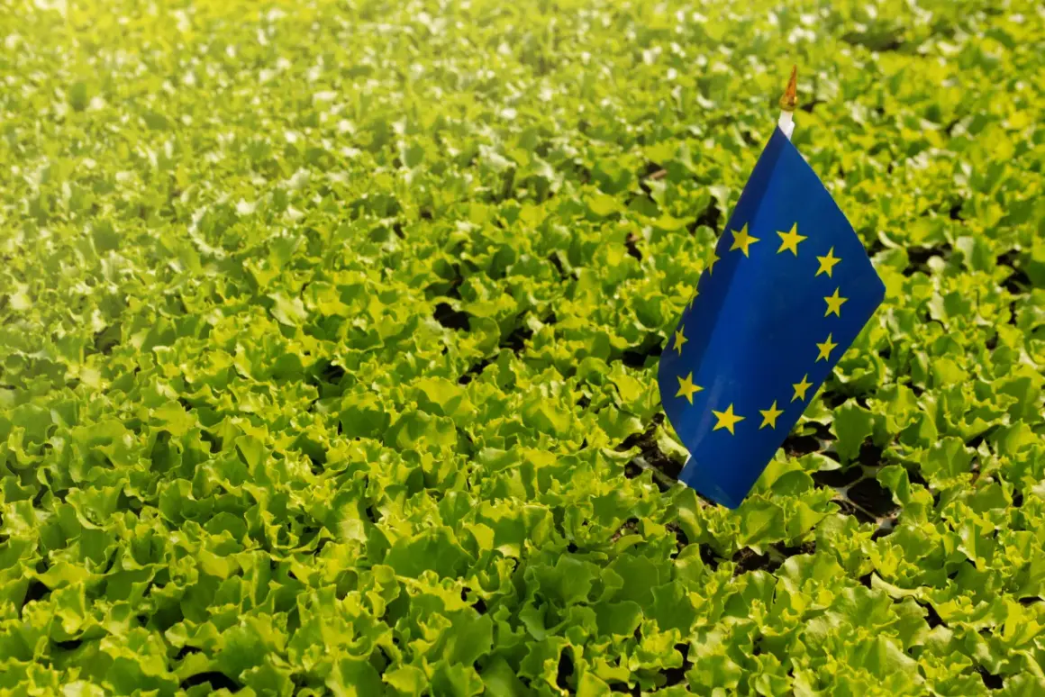 Zielony ład to obietnica zdrowej żywności i zrównoważonego rozwoju. Flaga UE na polu sałaty symbolizuje te wartości.