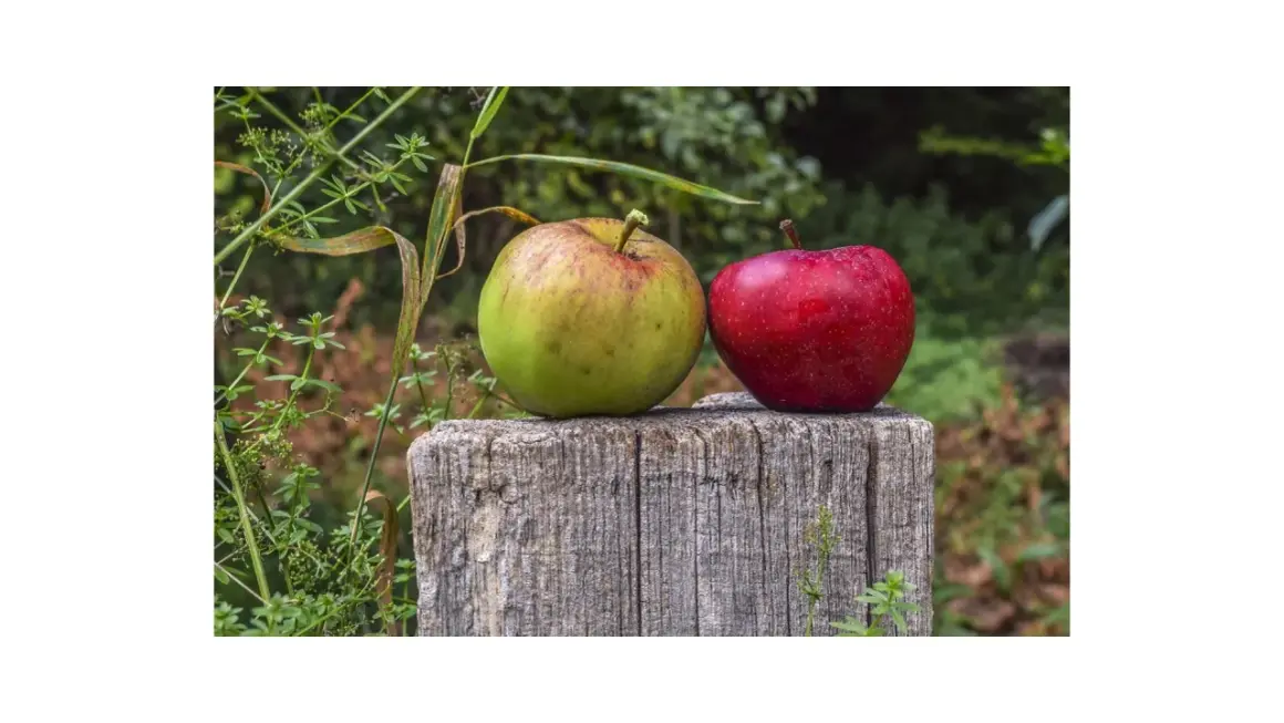 Due mele, una verde e una rossa, riposano su un ceppo di legno. I loro colori vivaci contrastano con lo sfondo verdeggiante.