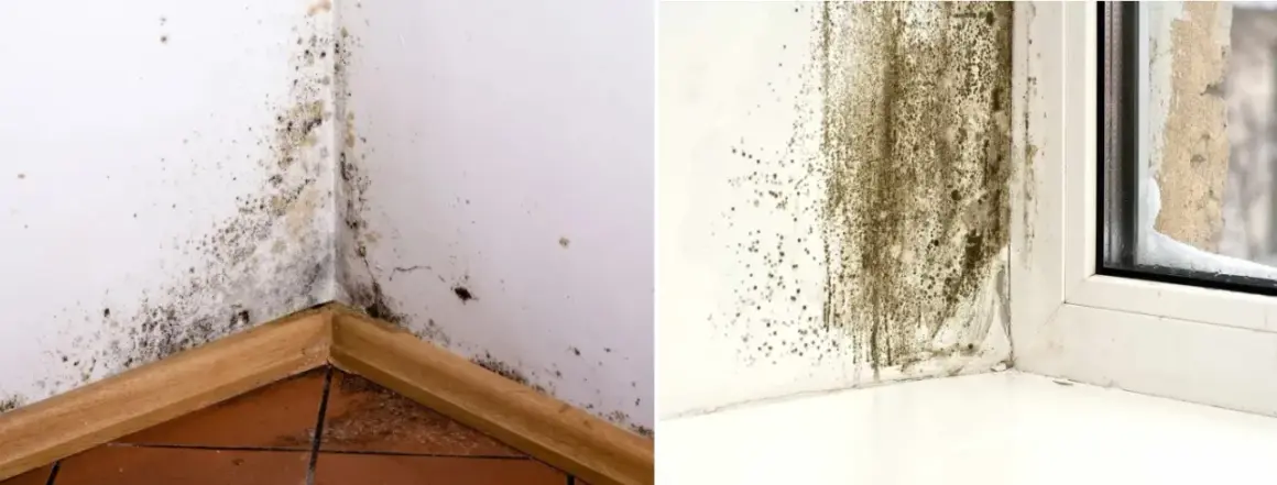 Jak napisać pismo do spółdzielni mieszkaniowej w sprawie grzyba?