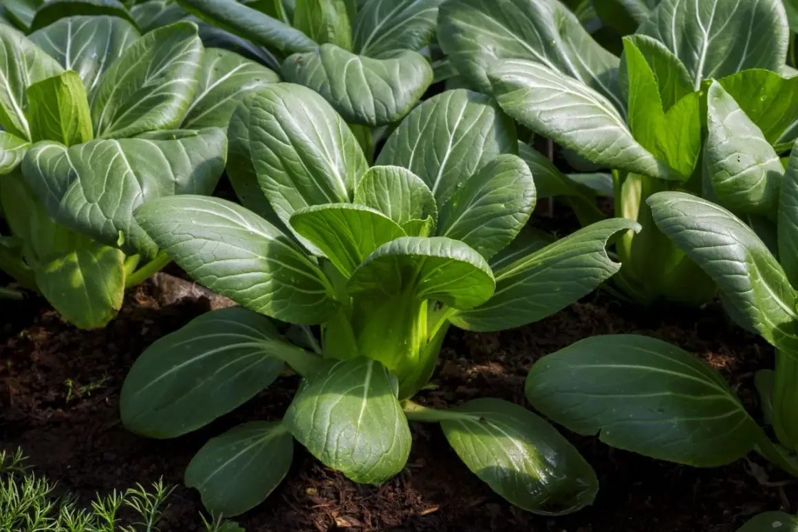 Frisch gewachsener pak choi im Beet, mit glänzenden, grünen Blättern und deutlichen Blattadern.