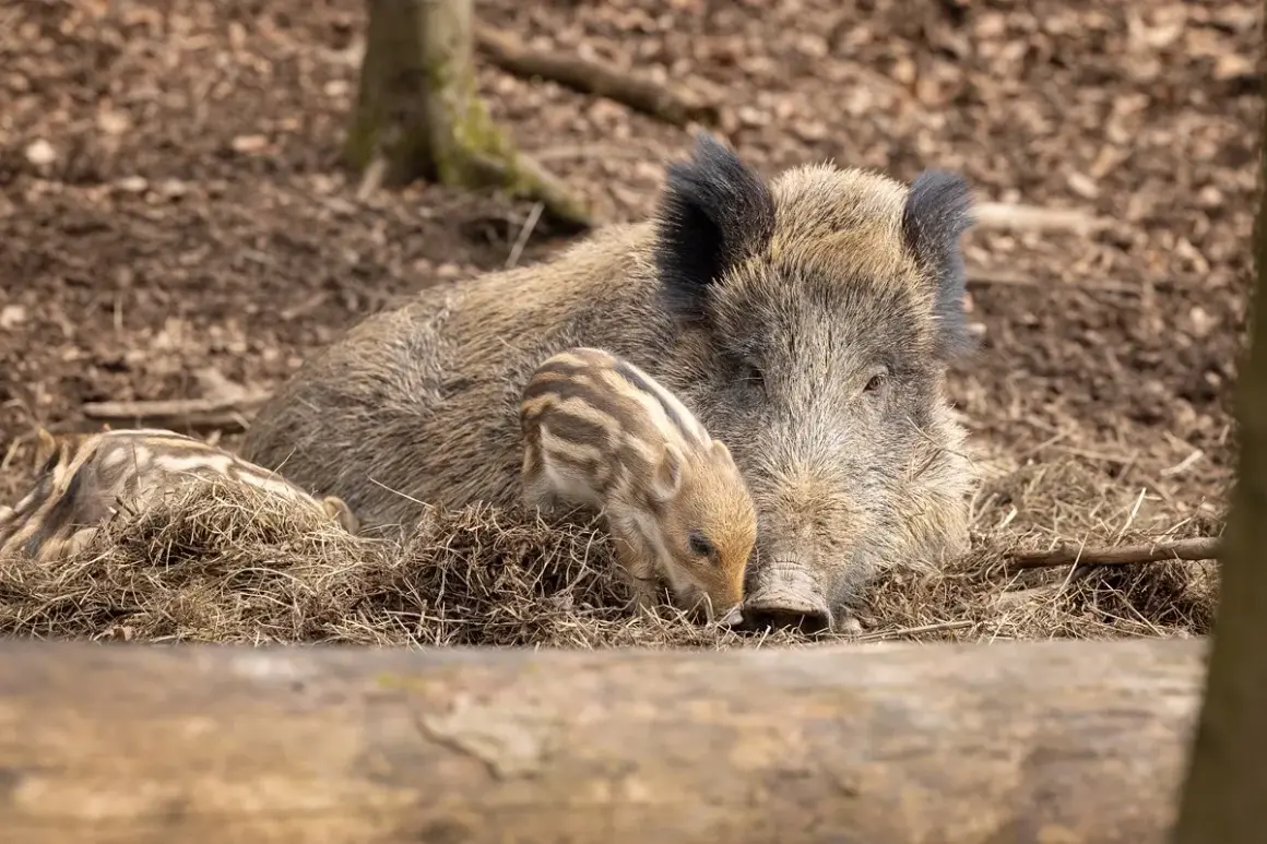 Ein Wildschwein mit Frischlingen im Tierpark Engelskirchen.