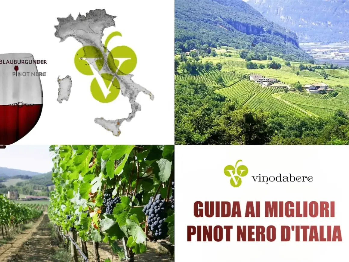 Vini Trentino Alto Adige: un calice di Pinot Nero, vigneti rigogliosi e la guida ai migliori d'Italia.