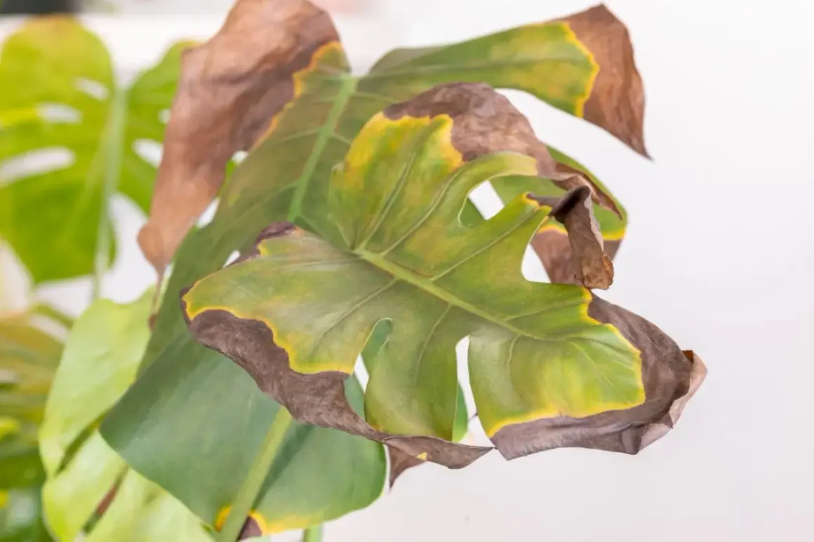 Monstera con foglie gialle e marroni ai bordi, segno di stress idrico o eccessiva esposizione solare.