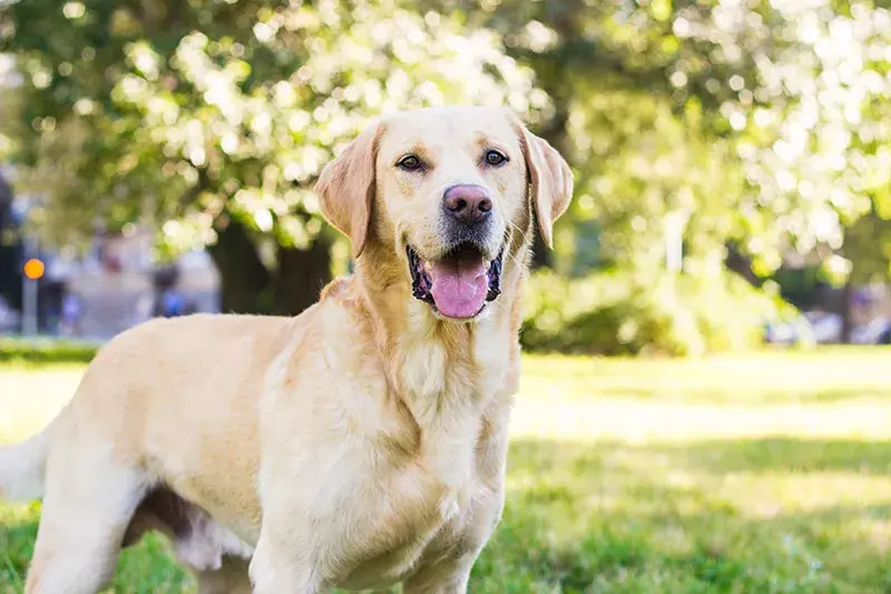 Labrador czy Golden Retriever? Wybierz idealnego psa!
