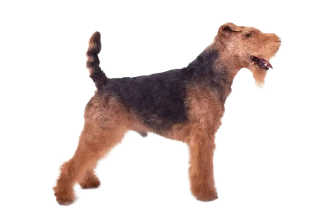 Un perro Welsh Terrier, con su característico pelaje negro y fuego, posa orgulloso.