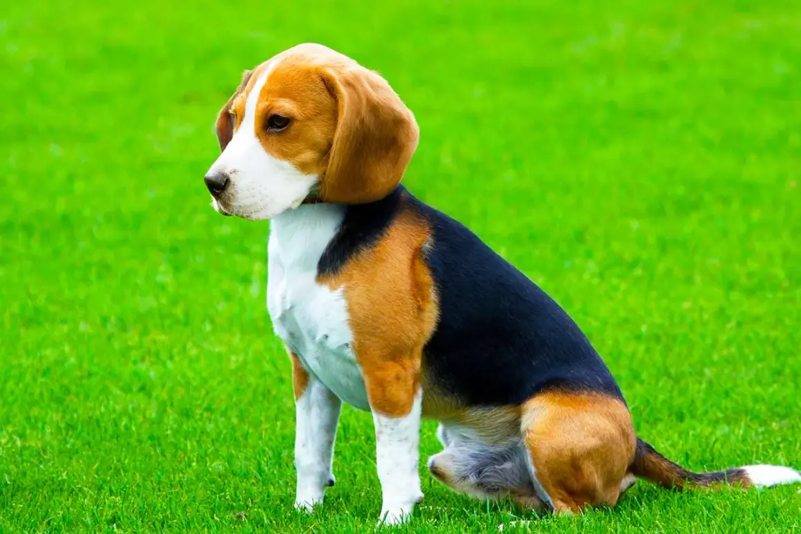 Un beagle harrier dal pelo tricolore siede sull'erba verde, con le orecchie lunghe e morbide che gli incorniciano il muso.