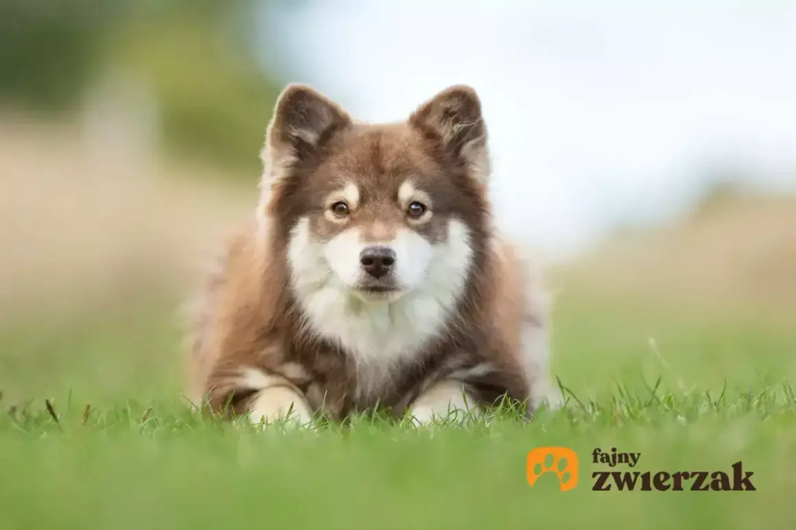Uroczy fiński lapphund leży na trawie, patrząc w obiektyw z zaciekawieniem.