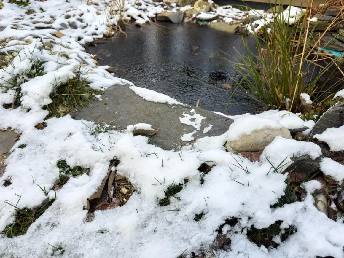 Petit étang de maison sous la neige. L'eau est sombre et le bord est recouvert de givre et de quelques brins d'herbe verte.